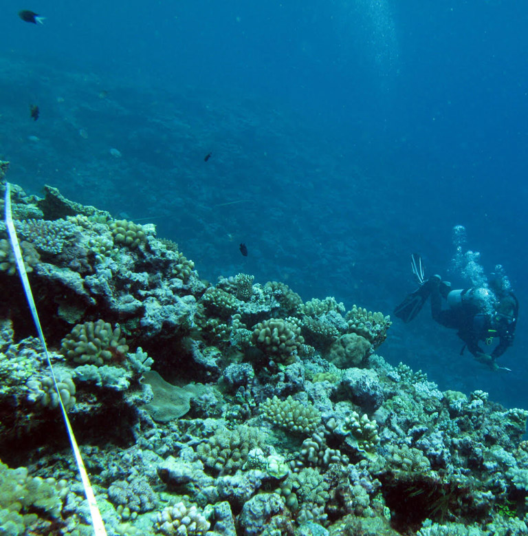 Coral reef. Photo taken by Dr. Mia Hoogenboom.