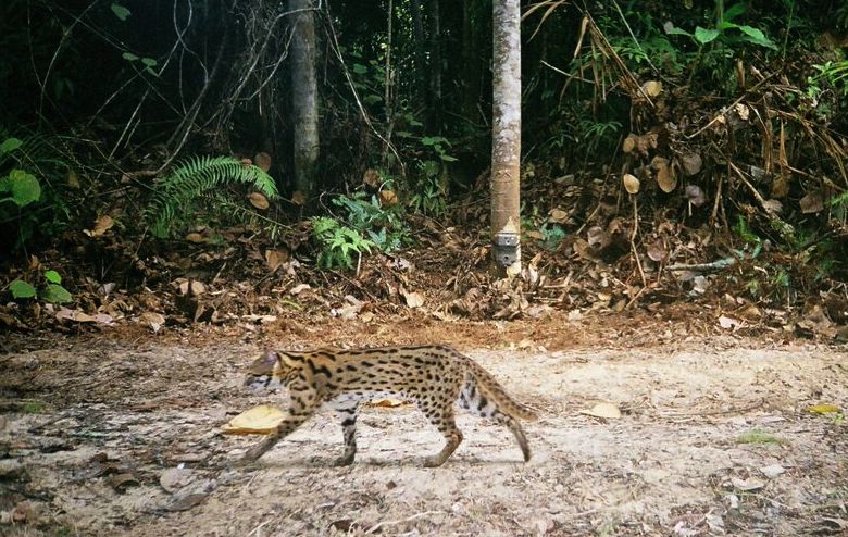 A leopard cat, captured uncharacteristically during the day by camera trap. Note the camera trap on the tree trunk in the background. Photo credit: WWF_PHKA_VATech.