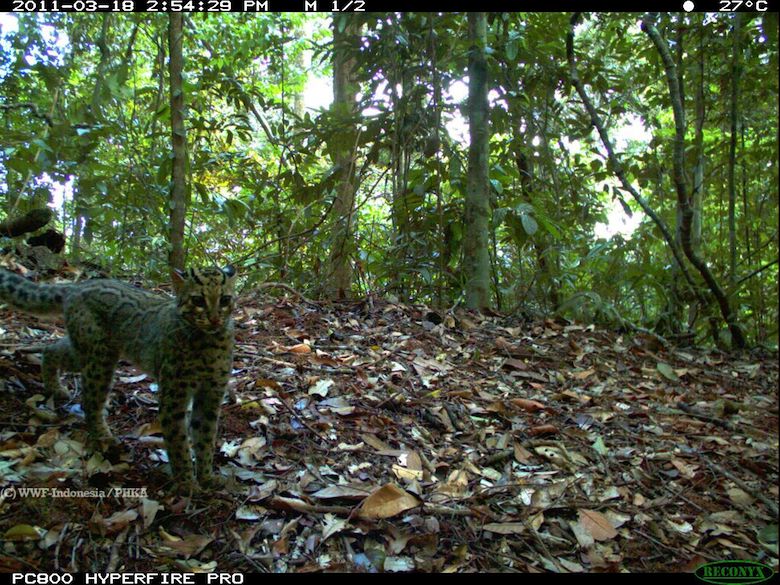 A marbled cat, seemingly aware of the camera trap taking its photo. Photo credit: WWF-Indonesia/PHKA.