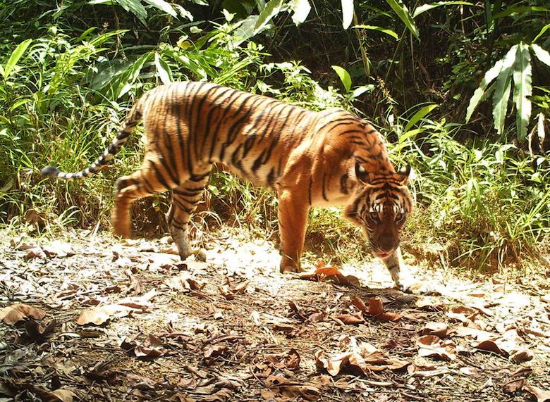 A Sumatran tiger captured by camera trap. Photo credit: WWF-KemenLHK.