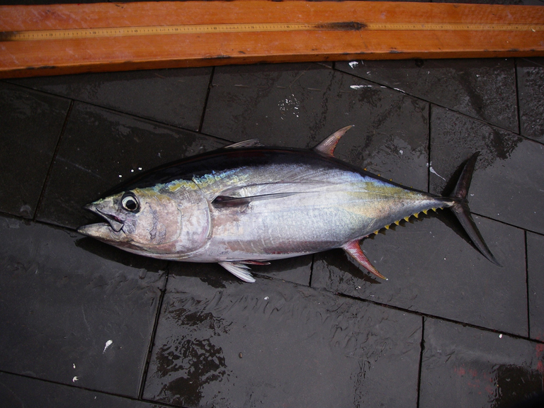 Yellowfin tuna (Thunnus albacares), a species of tuna that lives mainly in the tropics. Tropical members of the tuna family tend to grow faster and have shorter lives than temperate species, such as albacore tuna (T. alalunga). They also have undergone slower and less severe population declines and have a lower probability of being overfished, according to new research. Photo credit: SEFSC Pascagoula Laboratory; Collection of Brandi Noble, NOAA/NMFS/SEFSC. 