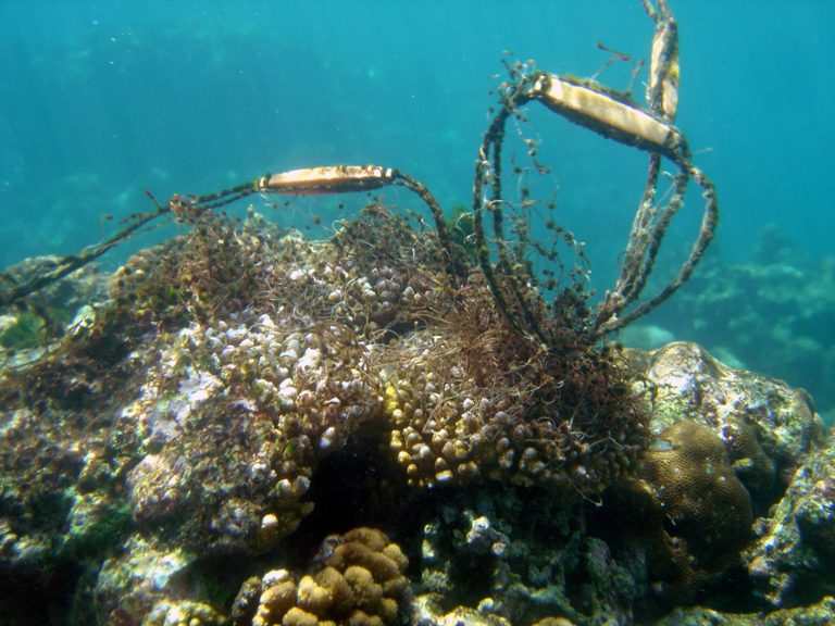 Discarded fishing gear tangles a reef. Photo credit: David Burdick / NOAA.