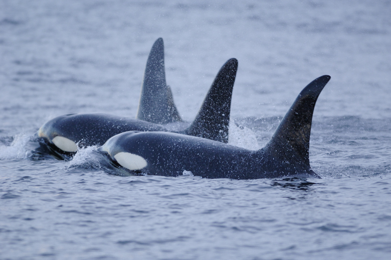 Orcas. Photo credit: Courtesy of Dr. Brandon Southall, NOAA/NMFS/OPR.
