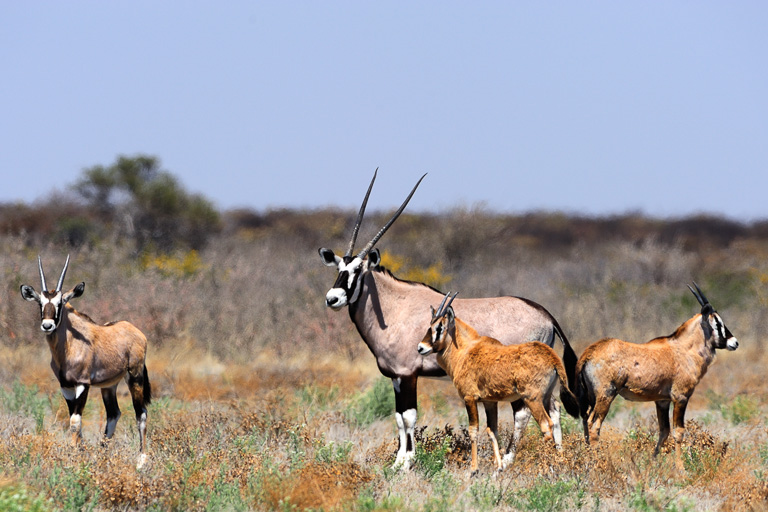 Gemsbok in Botswana's Central Kalahari Game Reserve. Photo credit: Adobe Stock. 