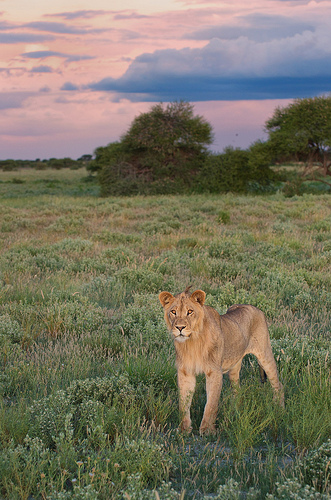 A lion at dusk in the Central Kalahari Game Reserve. Photo credit: Gary Gamso. 