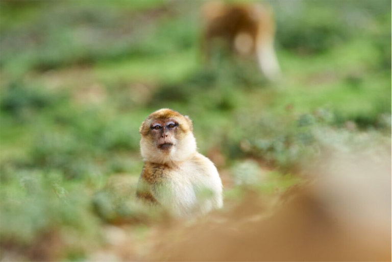 A macaque looks around, alert for passing cars and people, while grazing in a grassy clearing on the outskirts of Bouhachem Forest. Photo credit: Andrew Walmsley.