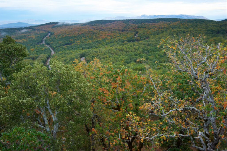 Bouhachem from above. This photo, taken from a high rocky outcrop, shows the vibrance of the forest as autumn turns to winter. Photo credit: Andrew Walmsley.