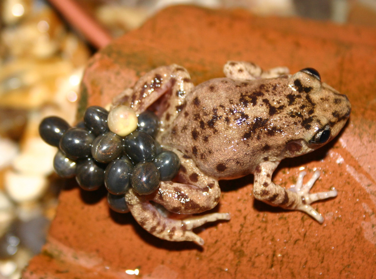 A Mallorcan midwife toad with eggs. The species is endemic to the Spanish island of Mallorca. Photo by Dawn Fleming.