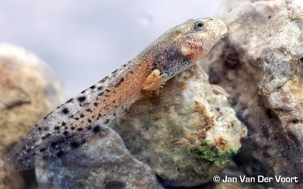 A Mallorcan midwife toad tadpole with developing hind legs. Photo by Jan Van Der Voort.