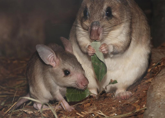 A female Malagasy giant jumping rat with a youngster. Photo courtesy of the Zoological Society of London.