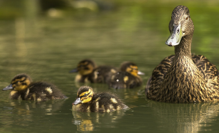 A female Meller's duck with four ducklings. Meller's ducks are endemic to Madagascar. Photo by James Morgan.