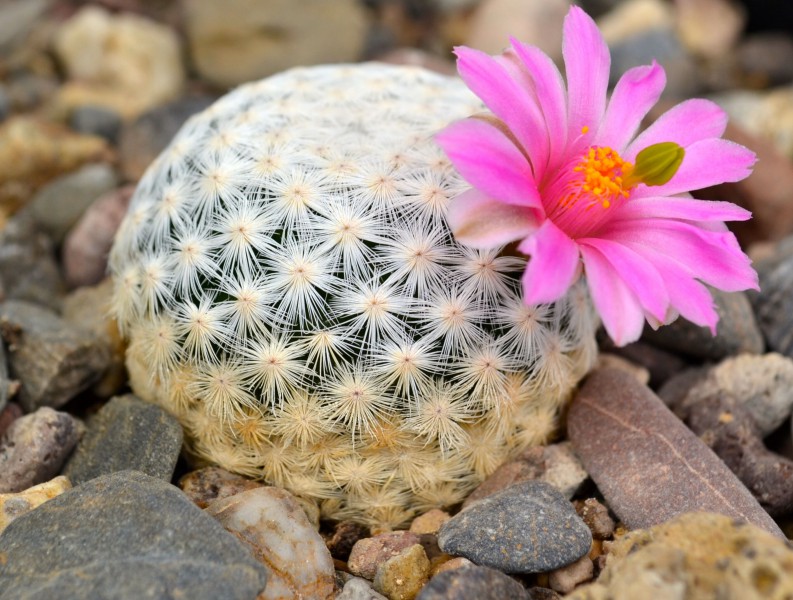 Illegal collection threatens the golf ball cactus with extinction. Photo by Jardín Botánico Regional de Cadereyta.