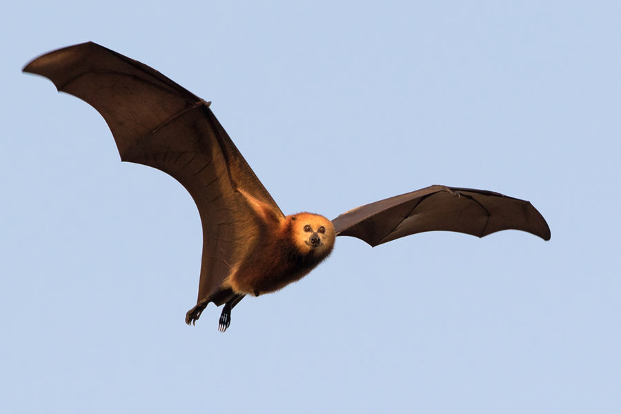 Mauritian fruit bats fly long distances. Photo by Jacques de Speville.