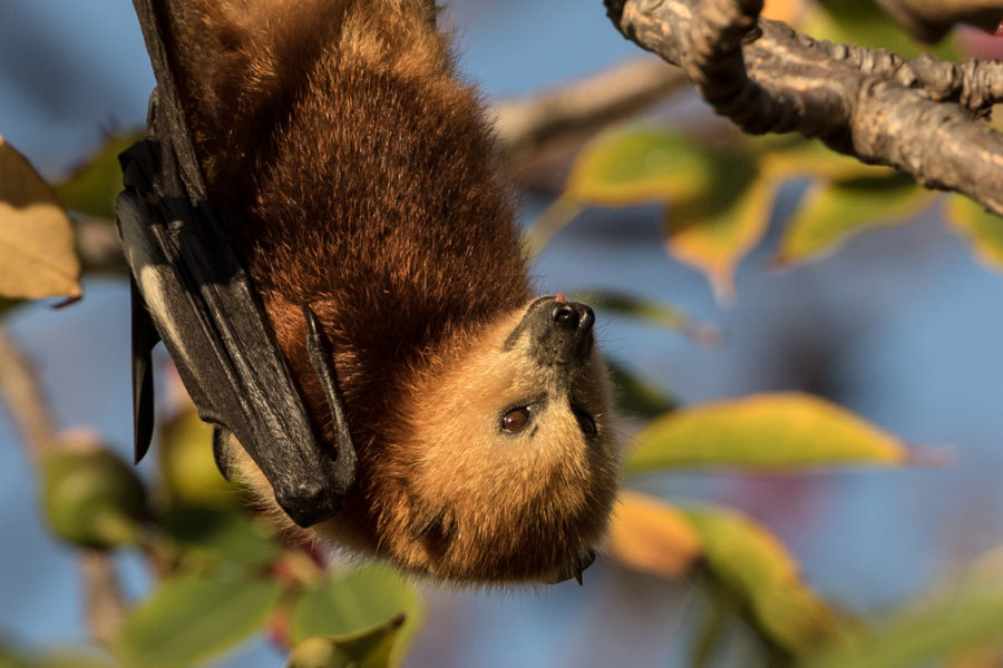 Mauritian government plans to cull fruit bats for their alleged role in damaging mango and litchi fruits in orchards. Photo by Jacques de Speville.