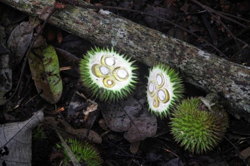 Durian-like fruit lie on the forest floor. Photo Philip Jacobson