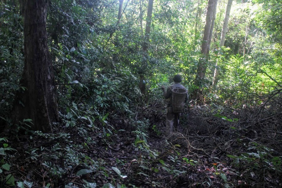 Petrus Asuy walks through the forest. Photo by Philip Jacobson