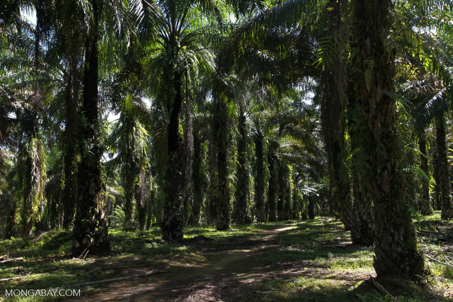 Fully grown trees on an oil palm plantation in Indonesia. Photo by Rhett A. Butler