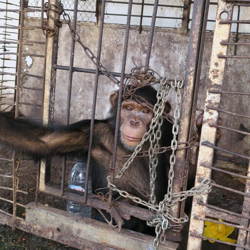 Le chimpanzé "Fifi" enfermé dans une cage en Guinée-Bissau a été secouru par la PASA. Image de PASA publiée avec l'aimable autorisation de Kaitlyn Bock.